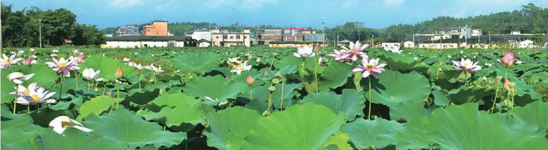 樓下村盤活村中八畝土地,成就了佛岡一景,也為該村帶來經(jīng)濟(jì)效益。