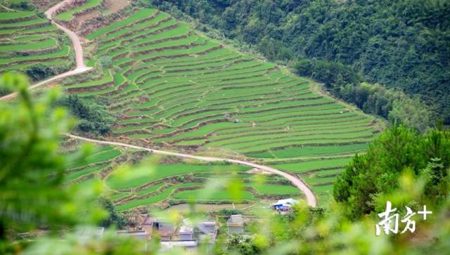 黑山村梯田。記者黃津 攝