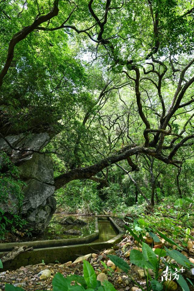 沙口鎮(zhèn)園山村背后，古樟樹錯(cuò)落有致。 曾亮超 攝